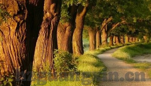 大象传媒麻豆-探索大象传媒与麻豆的创意融合，重塑数字内容新生态